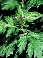 Artemisia vulgaris