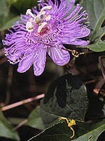 Passiflora incarnata
