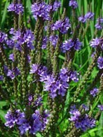 Verbena Officinalis