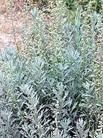 Artemisia absinthum
