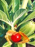 Withania somnifera