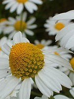 Matricaria recutita