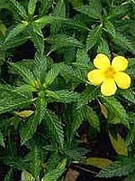Turnera diffusa