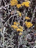 Helichrysum odoratissmum