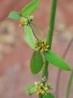 Hemidesmus indicus