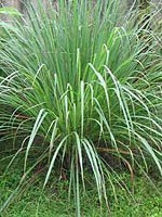 Cympobogon densiflorus