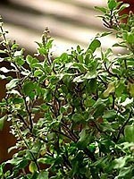 Ocimum sanctum