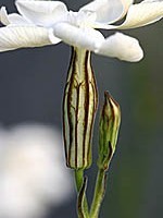 Silene capensis