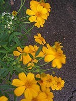 Tagetes lucida
