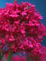 Valeriana officinalis