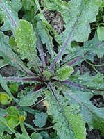 Lactuca virosa