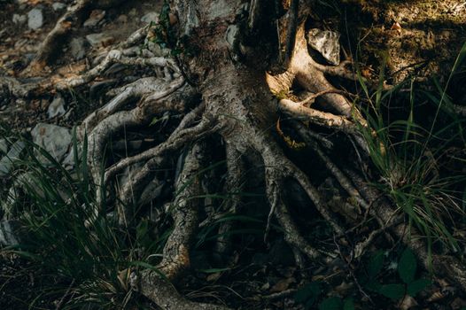 African Dream Root (Silene capensis) - DreamHerbs.com