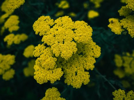 Achillea Millefolium (Yarrow) - DreamHerbs.com