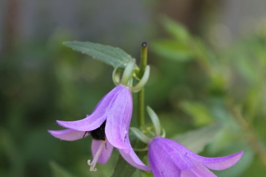 Campanula Rotundifolia - DreamHerbs.com