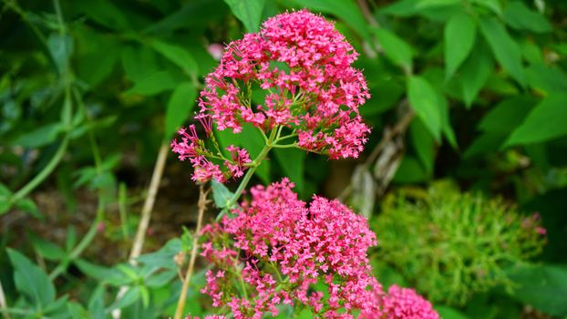 Valerian Root For Sleep - DreamHerbs.com