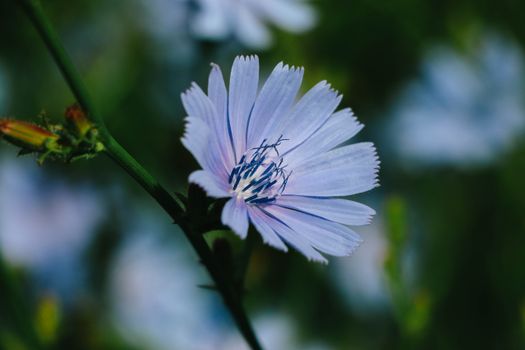Wild Lettuce Relaxant - DreamHerbs.com