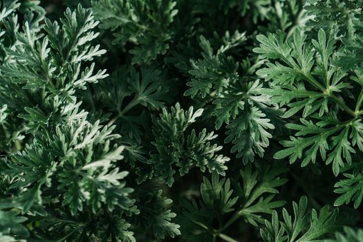 Wormwood (Artemisia Absinthium) - DreamHerbs.com